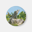 Search for iguanas magnets Animal