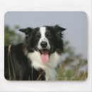 Search for bordered image mousepads Collie border