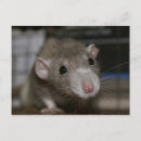 Search for rat postcards Animal