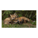 Search for cuddle posters Nature