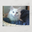 Search for sweetheart postcards Cat