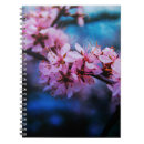 Search for cherry fine Blossoms