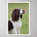 Search for springer posters Dog lovers
