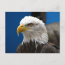 Search for eagle american flag postcards Usa