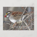 Search for throat photography Sparrow