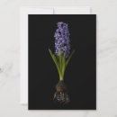 Search for spring bulb cards Hyacinth