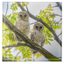 Search for springtime tiles Wildlife