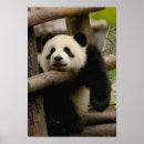 Search for sichuan posters Animal