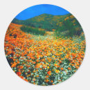 Search for california poppy stickers Botanical