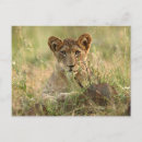 Search for cute baby animals postcards Lion