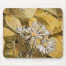 Search for aster Yellow
