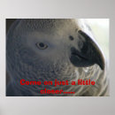 Search for grey parrot posters Nature