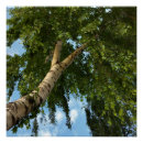 Search for birch posters Green