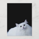 Search for siberian postcards Cute