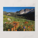 Search for cache postcards Blossom