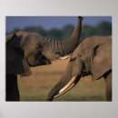 Search for game reserve posters Elephant