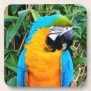 Search for macaws coasters Blue and yellow macaw
