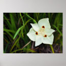 Search for iris painting posters Lily