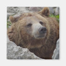 Search for kodiak magnets Nature