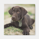 Search for chocolate lab magnets Cute