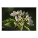 Search for beautiful blossom posters White