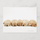 Search for golden retriever puppies postcards Full length