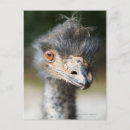Search for comical birds postcards Wildlife