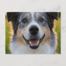 Search for small pets postcards For pets