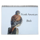 Search for raptor photography Animals