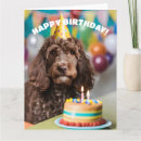 Search for cockapoo cards Animals