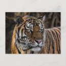 Search for wildcat postcards Tiger