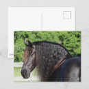 Search for friesians postcards Breed
