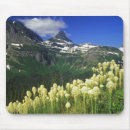 Search for beargrass Landscape