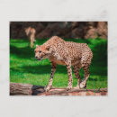 Search for acinonyx jubatus postcards Cheetah