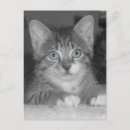 Search for cat blank postcards Photography