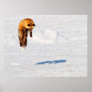 Search for canada posters Wildlife