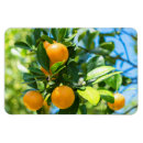Search for orange fruit magnets Florida