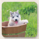 Search for siberian coasters Alaskan malamute