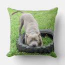 Search for bull terrier cushions Staffy