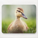 Search for baby duck electronics Outdoors