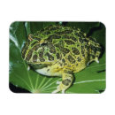 Search for horn magnets Frog