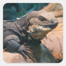 Search for tropical lizard stickers Reptile