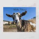 Search for greeting postcards Cute