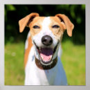 Search for cute and funny animal pictures posters Photography