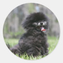 Search for spitz stickers Black