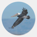 Search for brown pelican stickers Wildlife