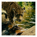 Search for wildcat posters Animal