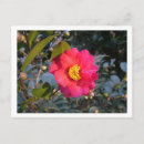 Search for camellia flower postcards Nature