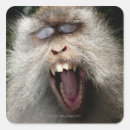 Search for dangerous animal stickers Close up