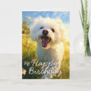 Search for bichon frise birthday cards Dog lover